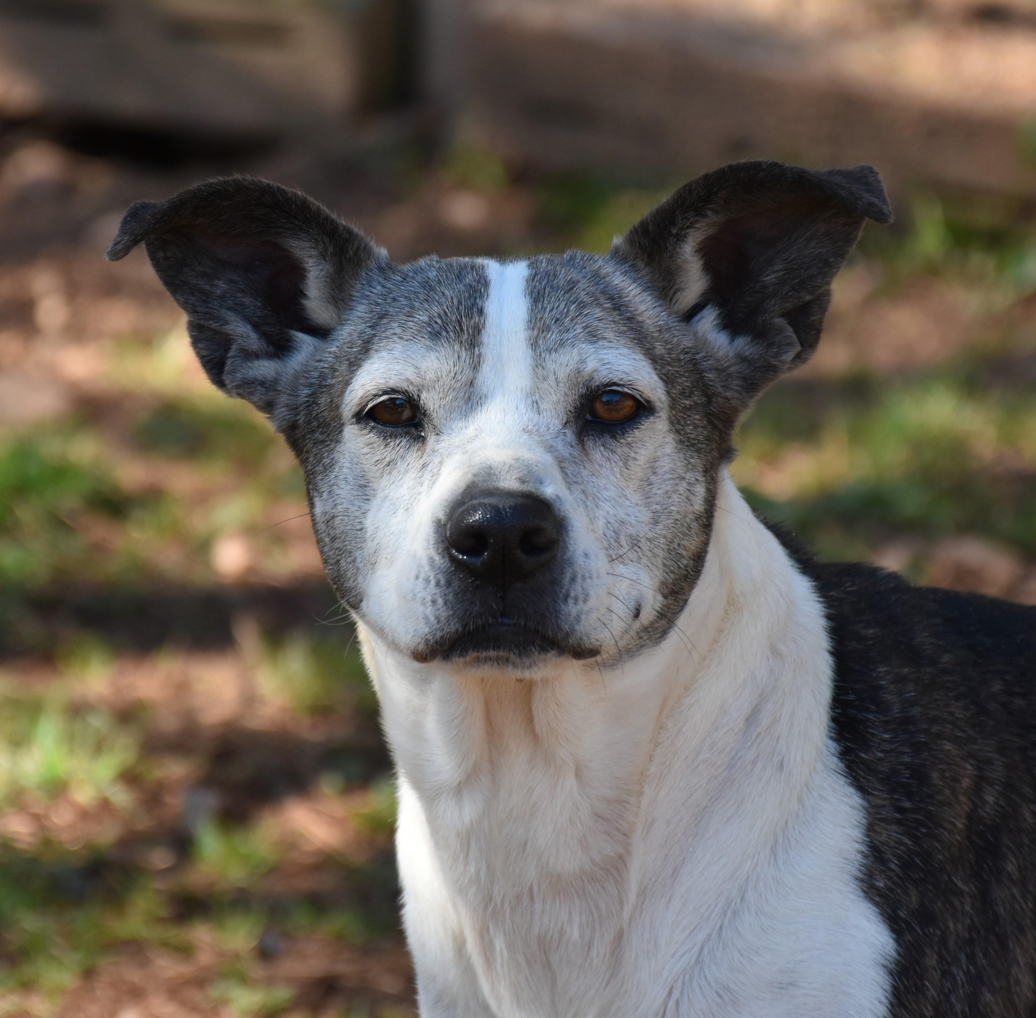 Enlarge Baby Girl, an adopted mixed breed in Wedowee, AL image 5/6