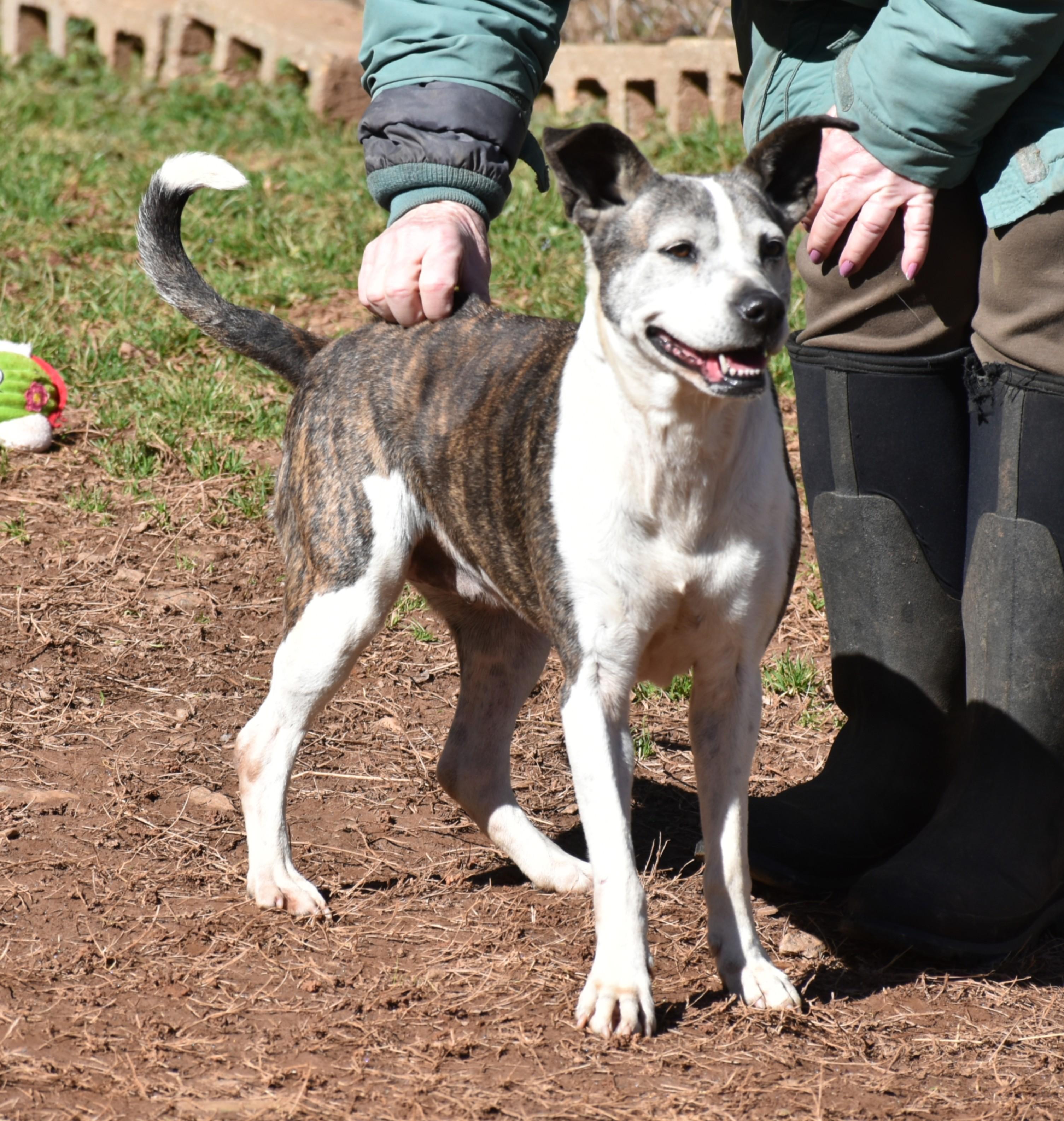 Enlarge Baby Girl, an adopted mixed breed in Wedowee, AL image 4/6