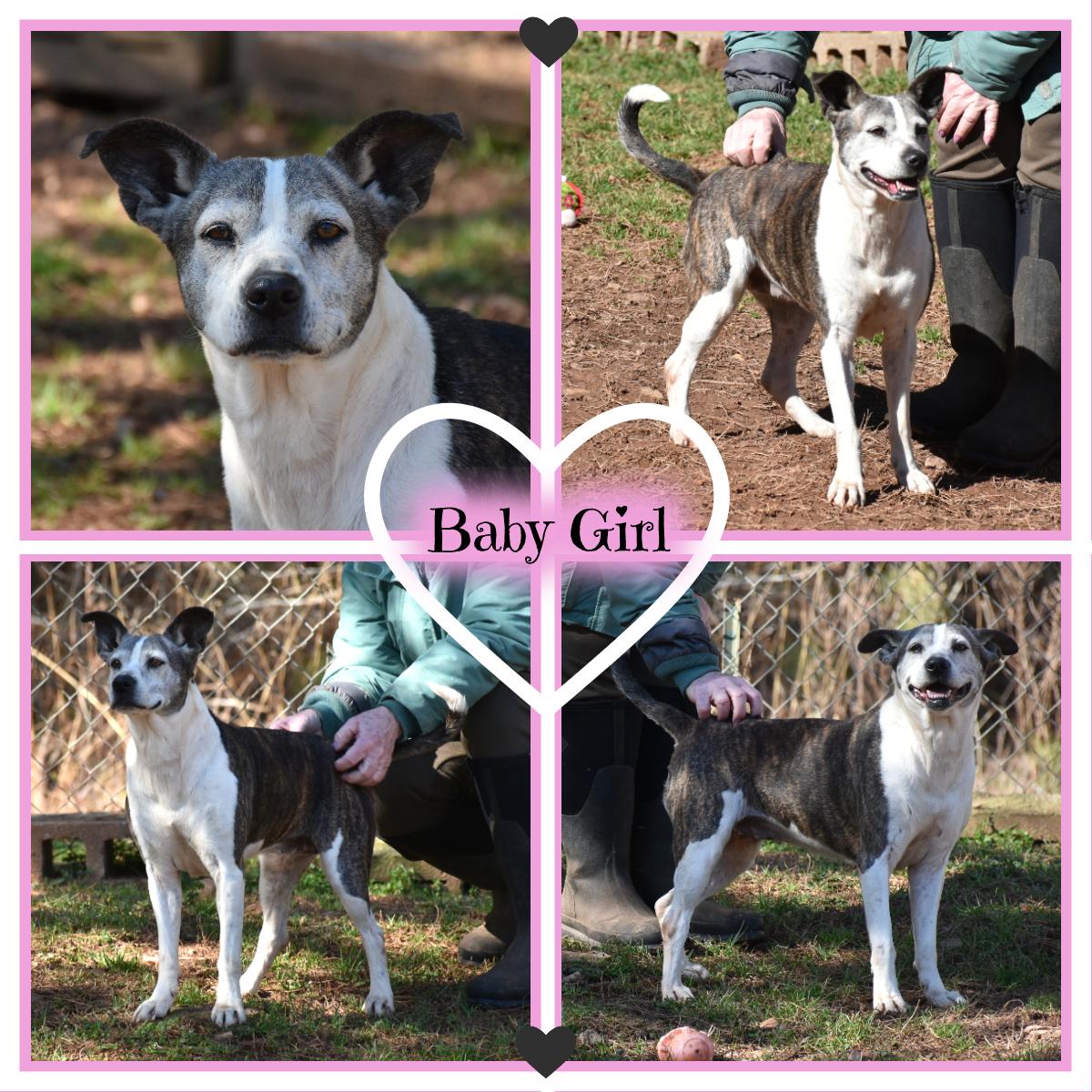 Baby Girl, adopted, Adult Female Labrador Retriever.