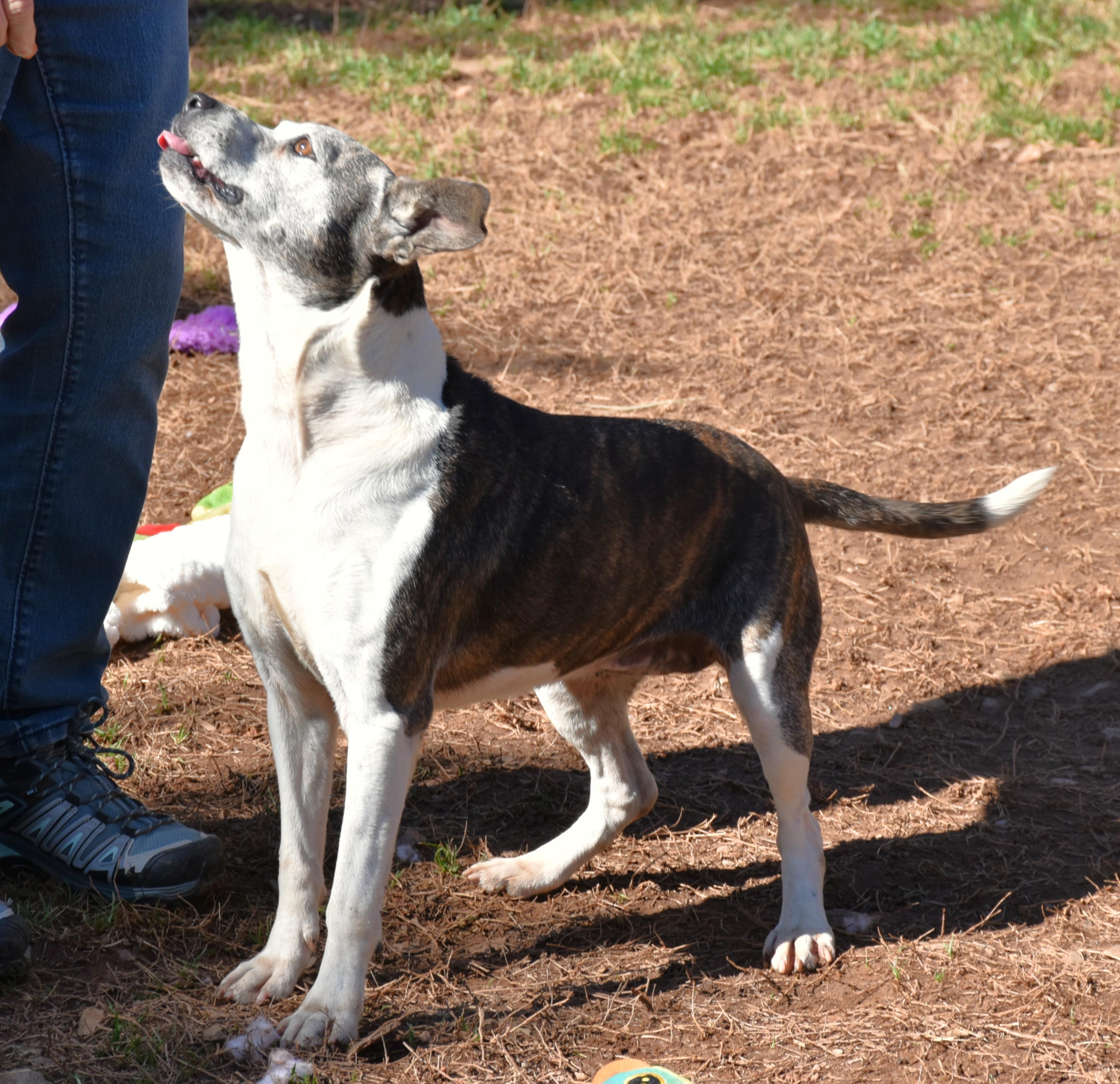 Enlarge Baby Girl, an adopted mixed breed in Wedowee, AL image 3/6