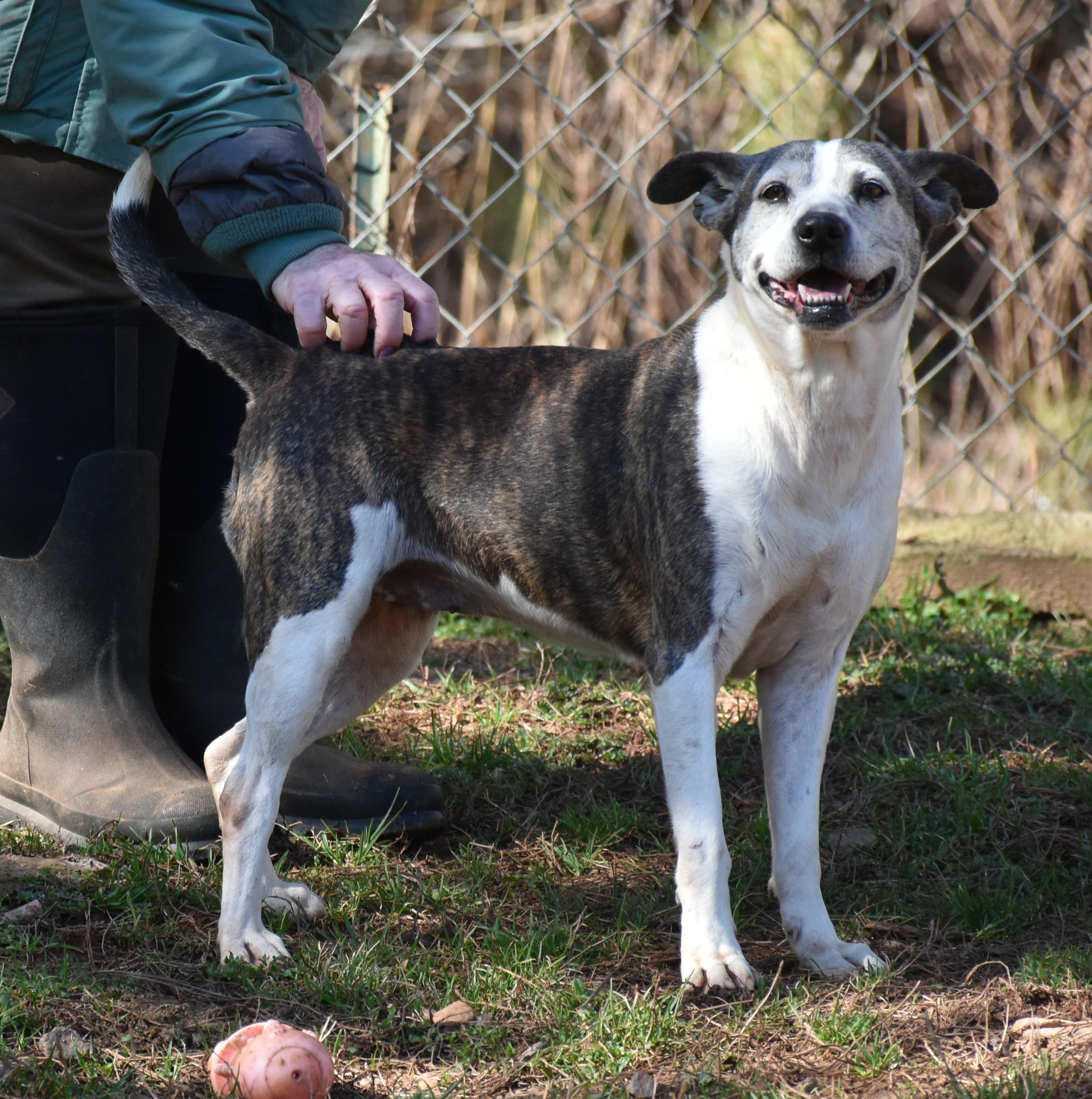 Enlarge Baby Girl, an adopted mixed breed in Wedowee, AL image 2/6