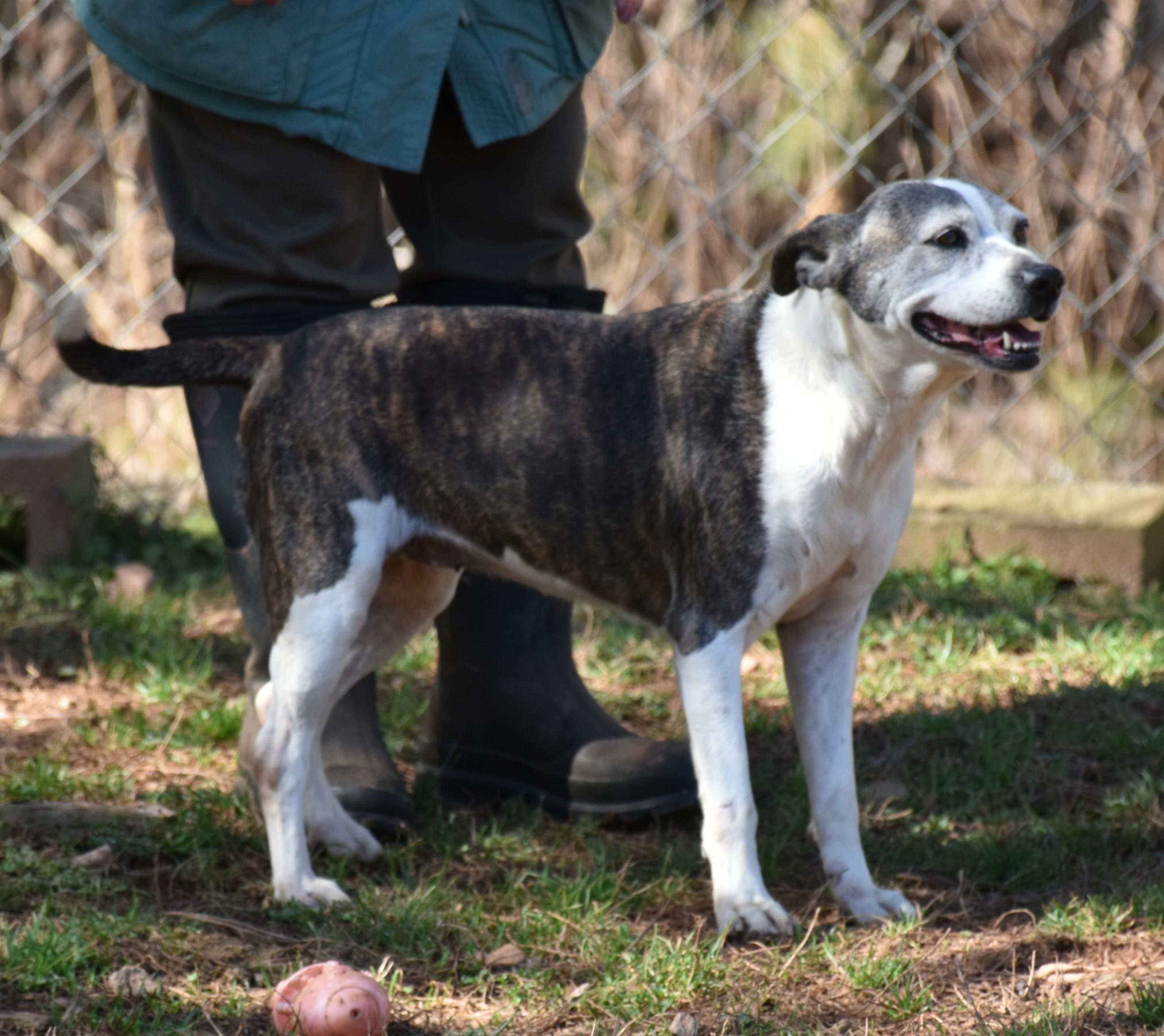 Enlarge Baby Girl, an adopted mixed breed in Wedowee, AL image 6/6