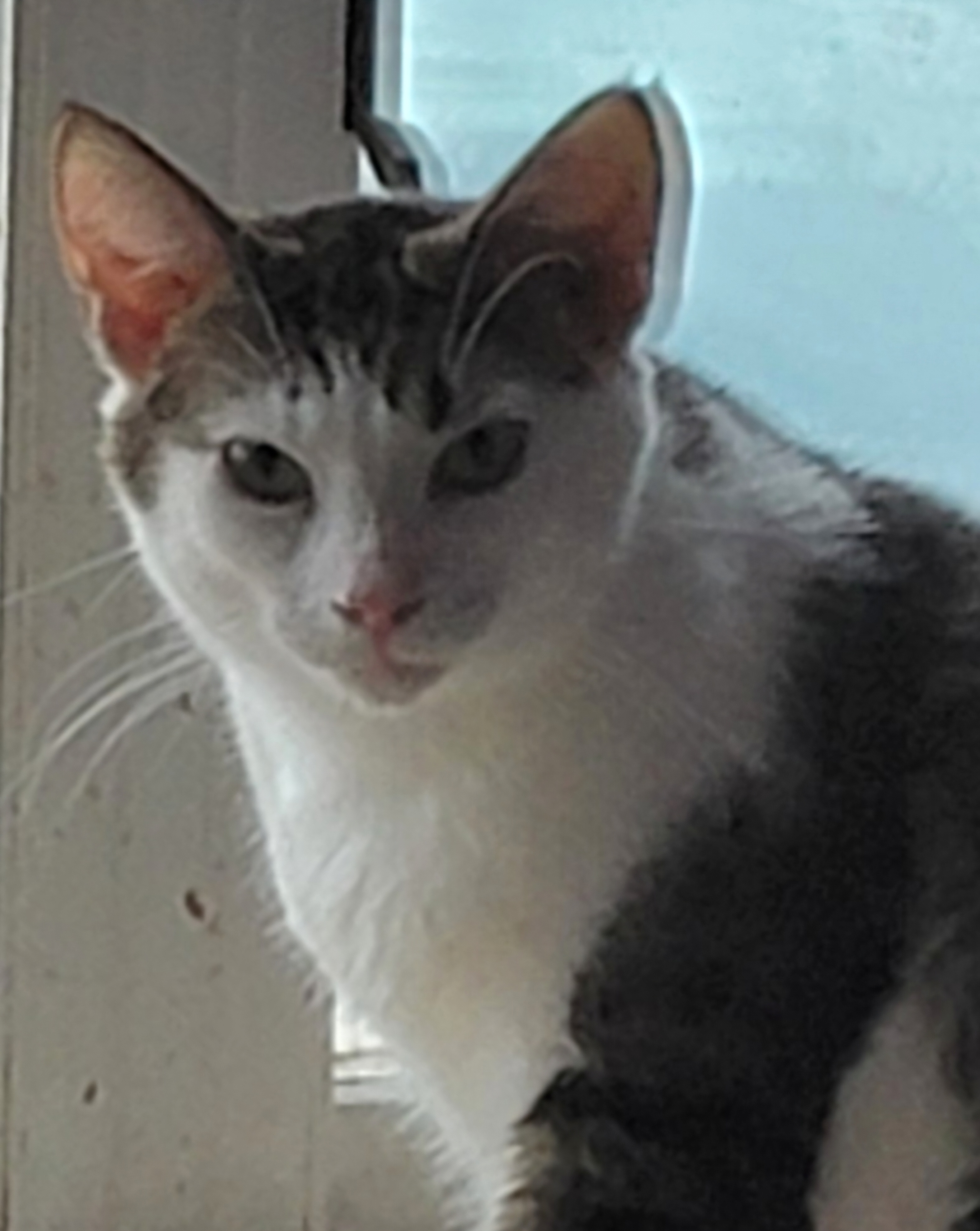 Cliff, Adult Male unknown