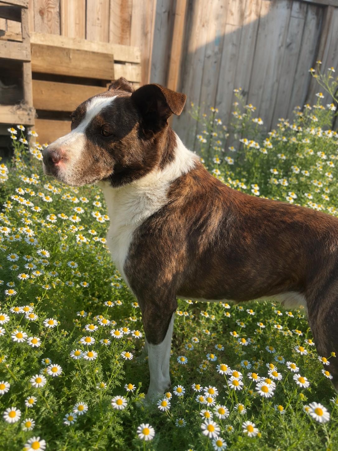 Enlarge Buster, a ADOPTABLE mixed breed in Colville , WA image 3/5