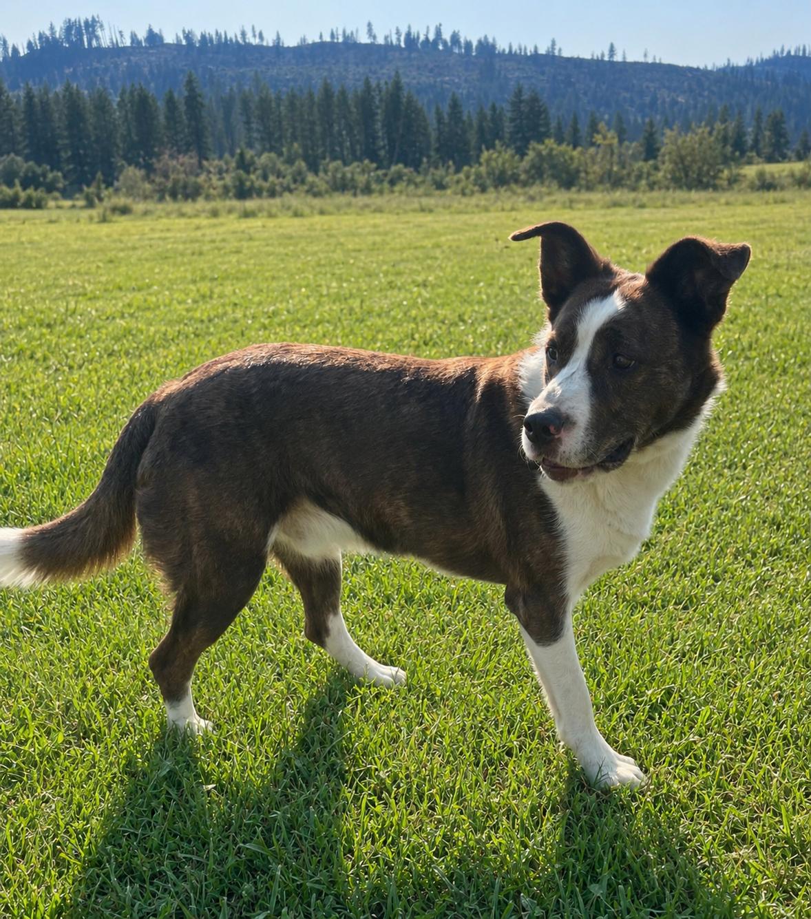 Enlarge Buster, a ADOPTABLE mixed breed in Colville , WA image 5/5