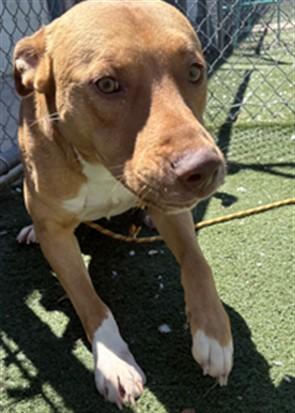 Enlarge SOL, a Adoptable mixed breed in Texas City, TX image 1/1