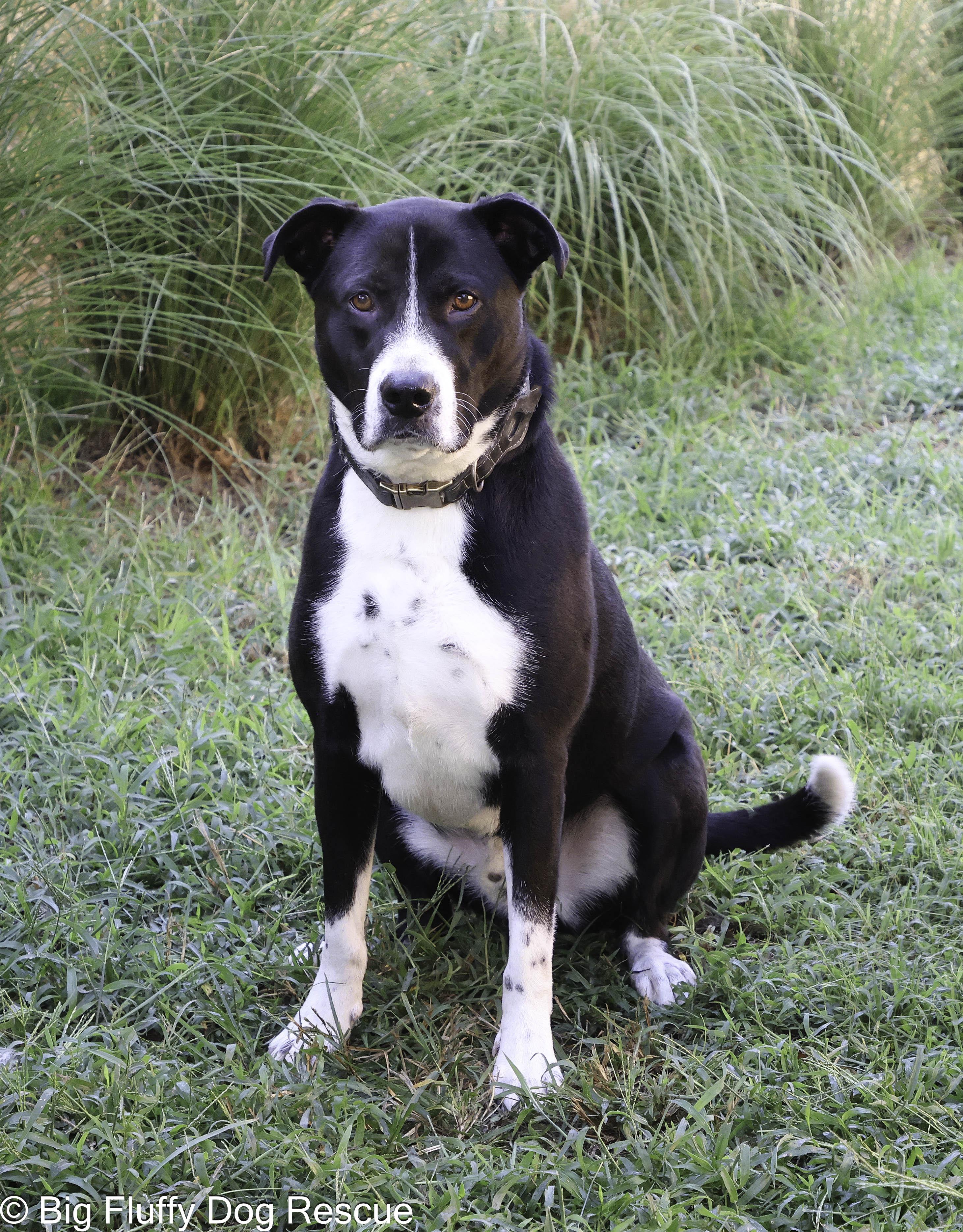 Enlarge Tux, a Adoptable mixed breed in Tampa, FL image 4/6
