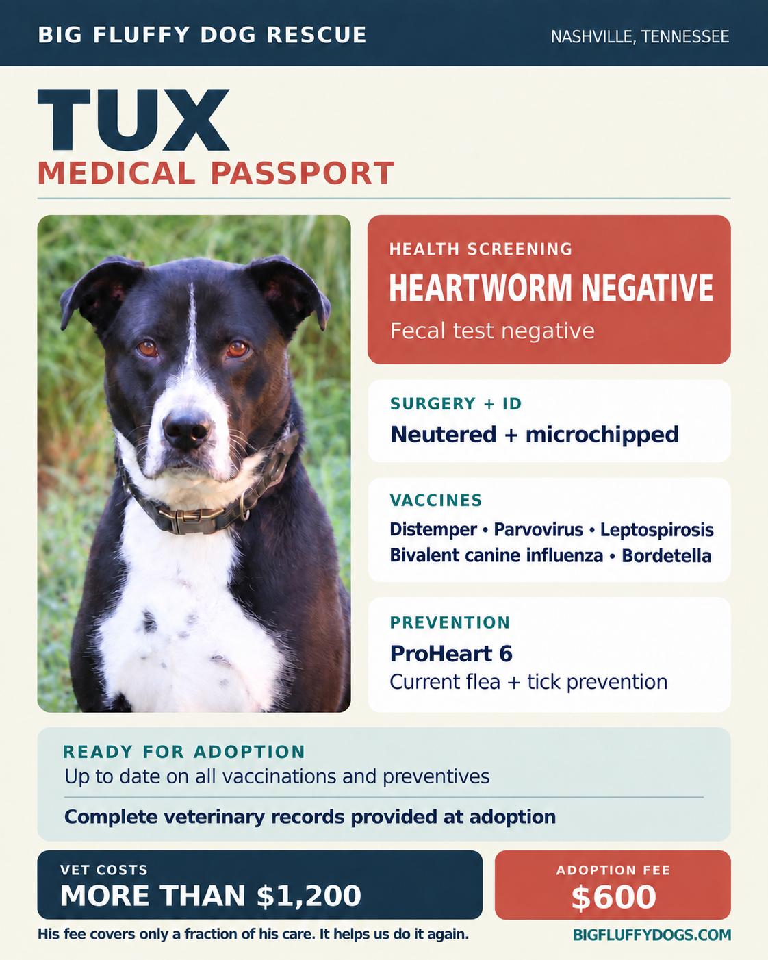 Enlarge Tux, a Adoptable mixed breed in Tampa, FL image 6/6