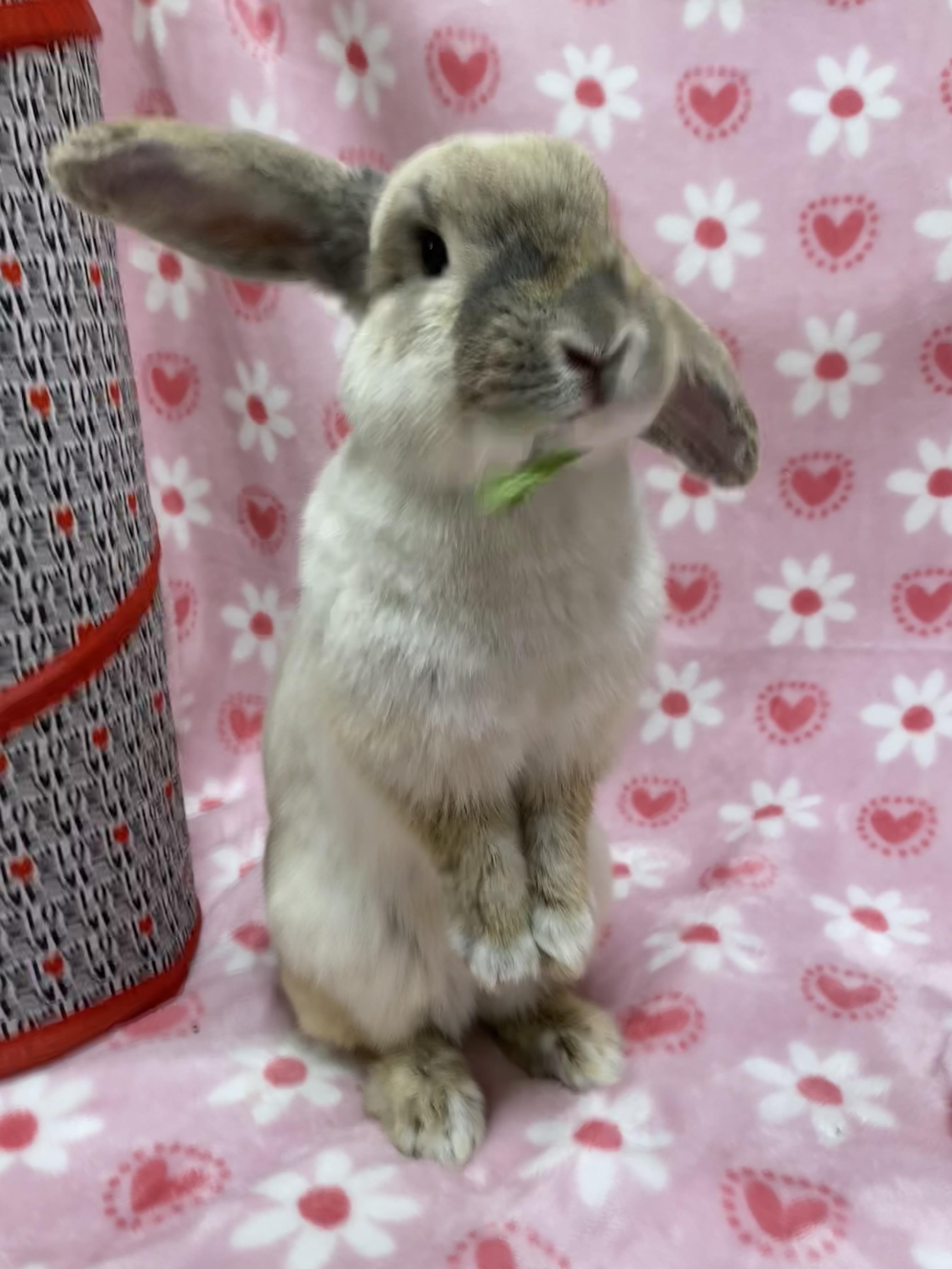 Strawberry Cobbler, an adopted Mini Lop in Livermore, CA image 3/5