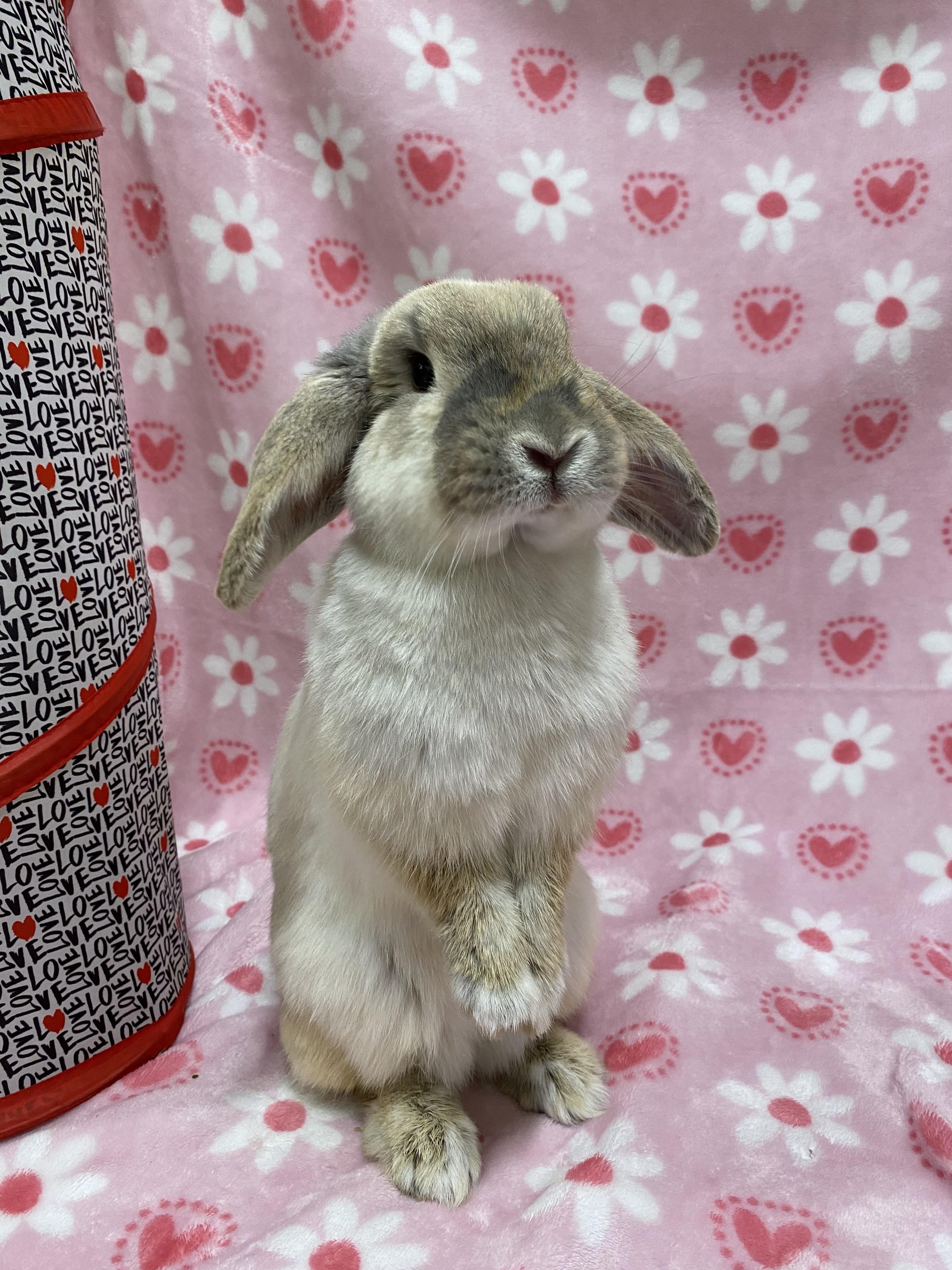 Strawberry Cobbler, an adopted Mini Lop in Livermore, CA image 1/5