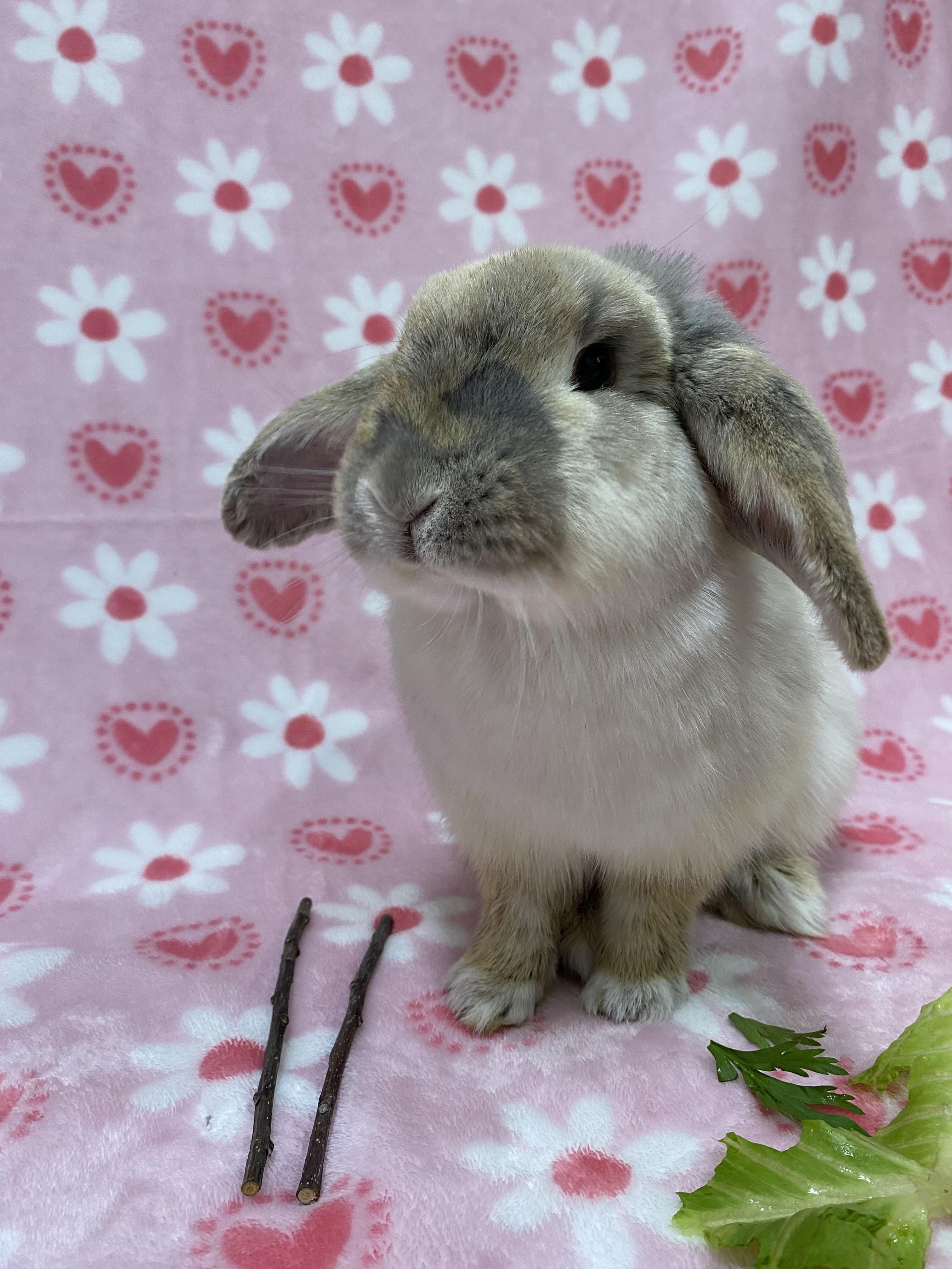 Strawberry Cobbler, an adopted Mini Lop in Livermore, CA image 2/5
