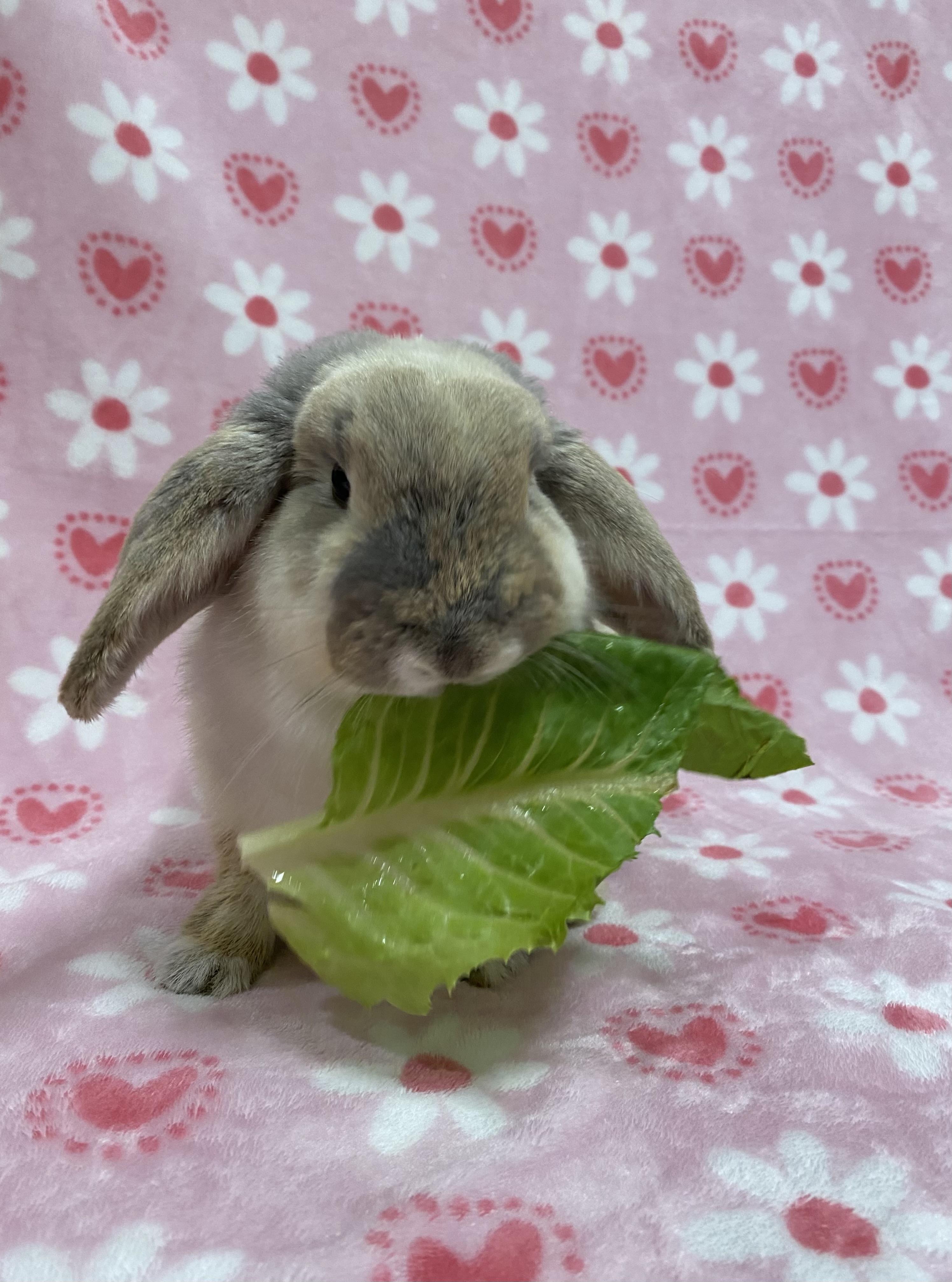 Strawberry Cobbler, an adopted Mini Lop in Livermore, CA image 4/5