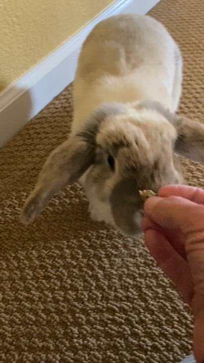 Enlarge Strawberry Cobbler, an adopted Mini Lop in Livermore, CA video 5/5