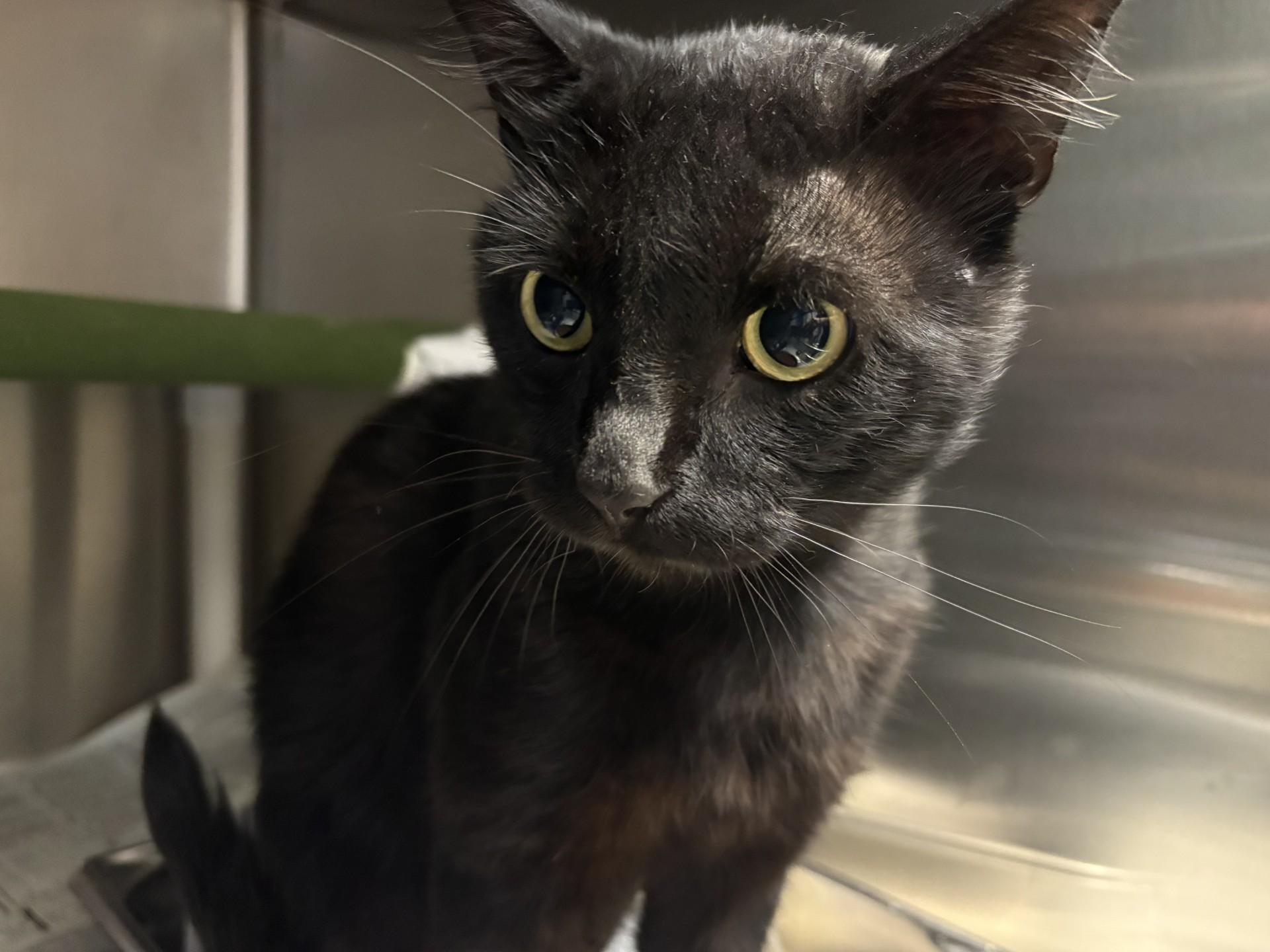 Enlarge 26-0403 "Ozzy Pawsborne", a Adoptable Domestic Short Hair in Leavenworth, KS image 1/1