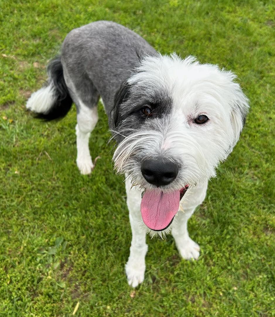 Luna, a Adoptable mixed breed in Neillsville, WI image 4/5