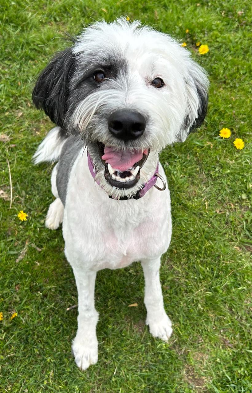 Luna, Adoptable, Young Female Old English Sheepdog & Poodle.
