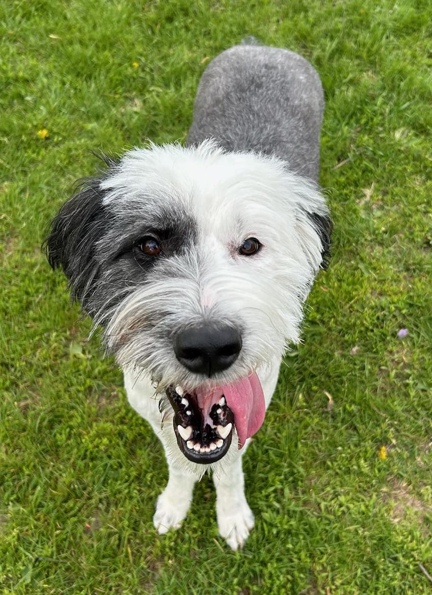Luna, a Adoptable mixed breed in Neillsville, WI image 5/5