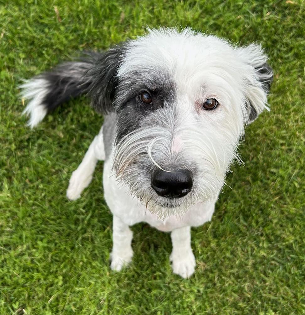 Luna, a Adoptable mixed breed in Neillsville, WI image 3/5