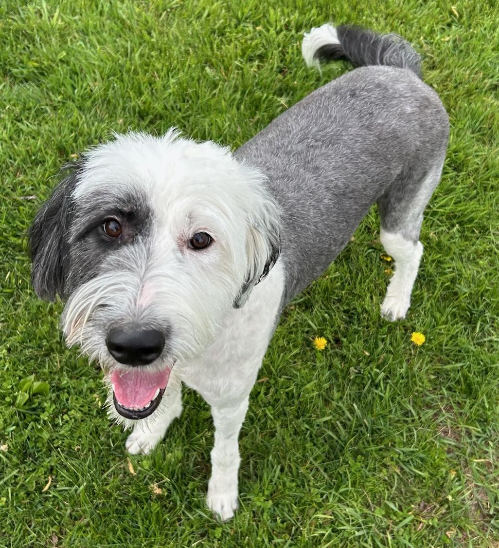 Luna, a Adoptable mixed breed in Neillsville, WI image 2/5