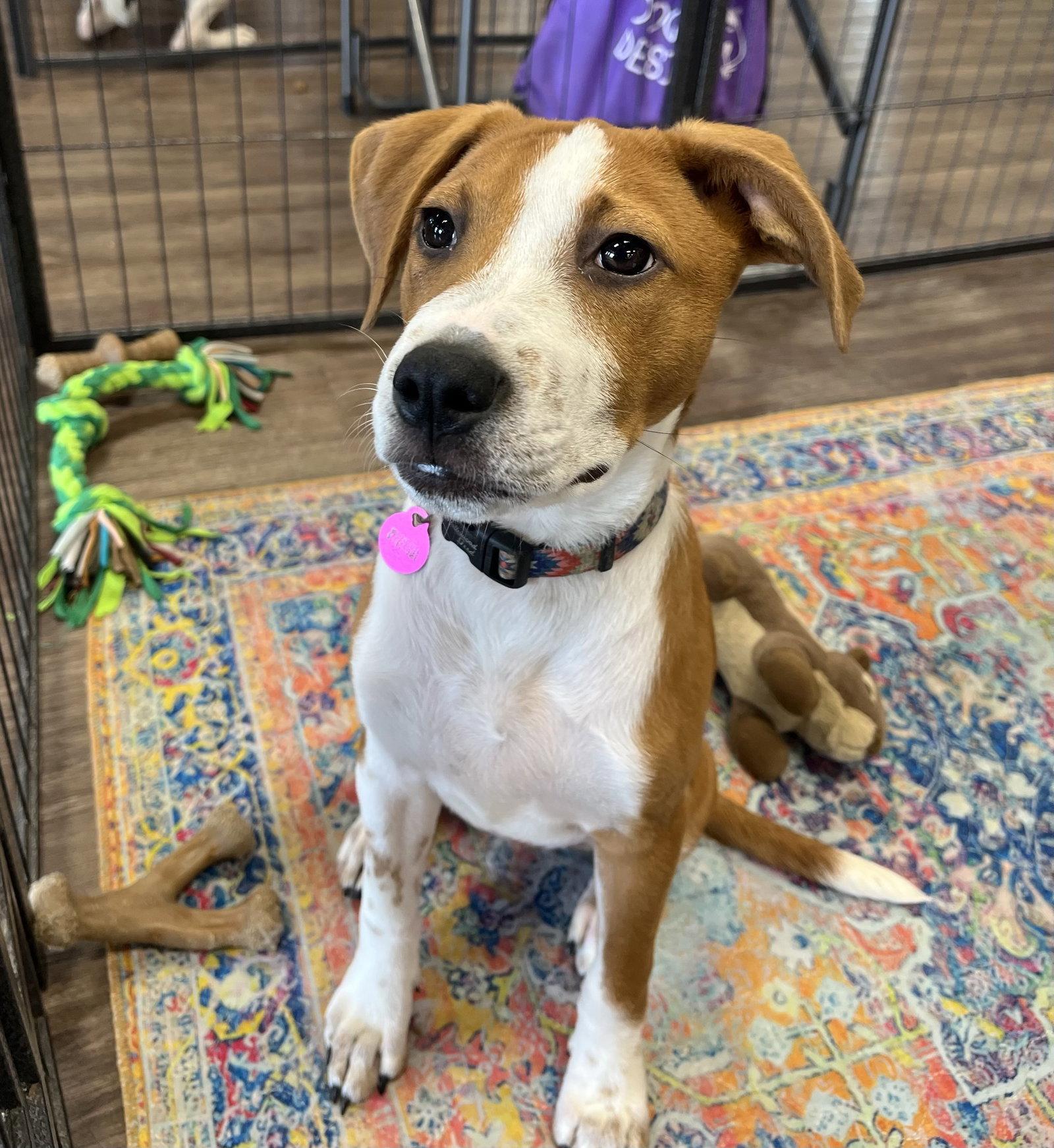Enlarge JENNIFER “JJ” JAREAU, a Adopted mixed breed in Griswold, CT image 1/3