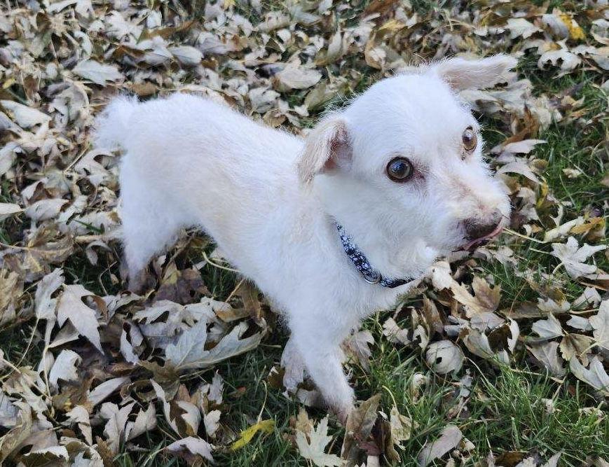 Murphy, a Adoptable mixed breed in Omaha, NE image 1/3