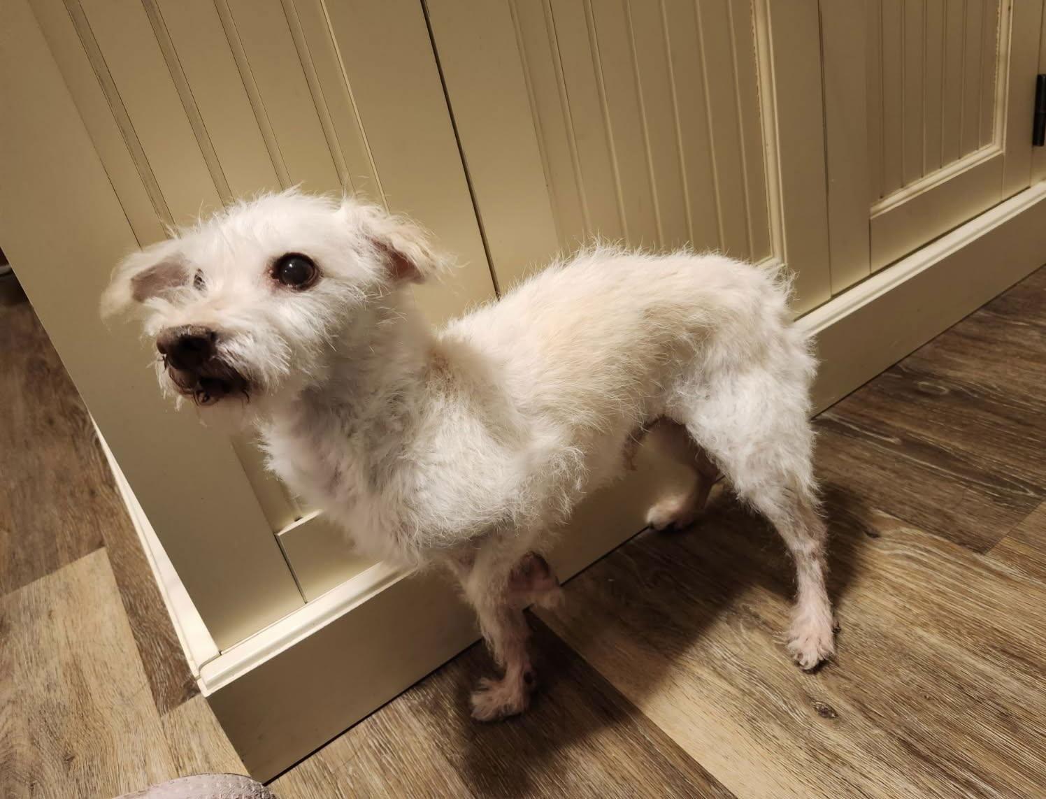 Murphy, a Adoptable mixed breed in Omaha, NE image 2/3