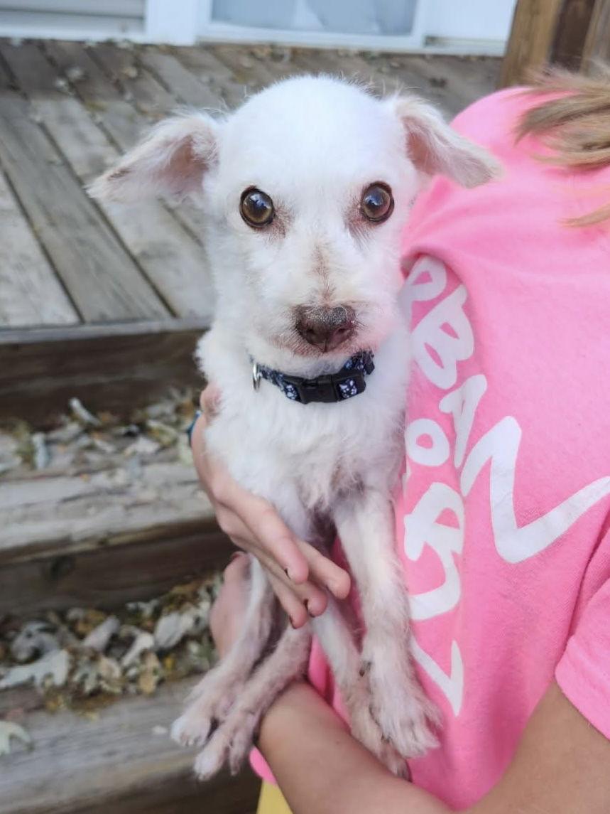 Murphy, a Adoptable mixed breed in Omaha, NE image 3/3