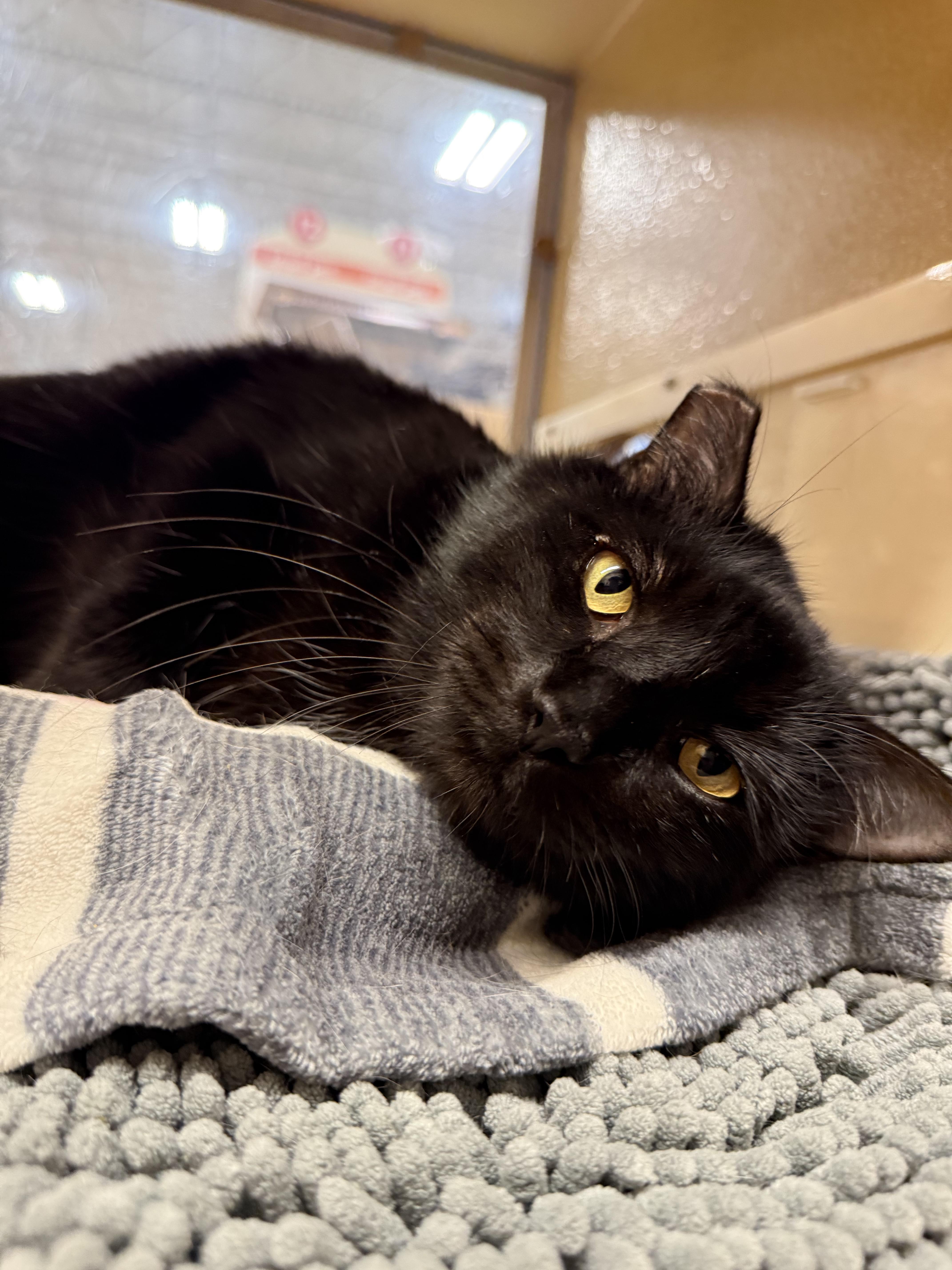 Enlarge Nolan (Bonded to Cottontail), a ADOPTABLE mixed breed in Sunset Valley, TX image 6/6