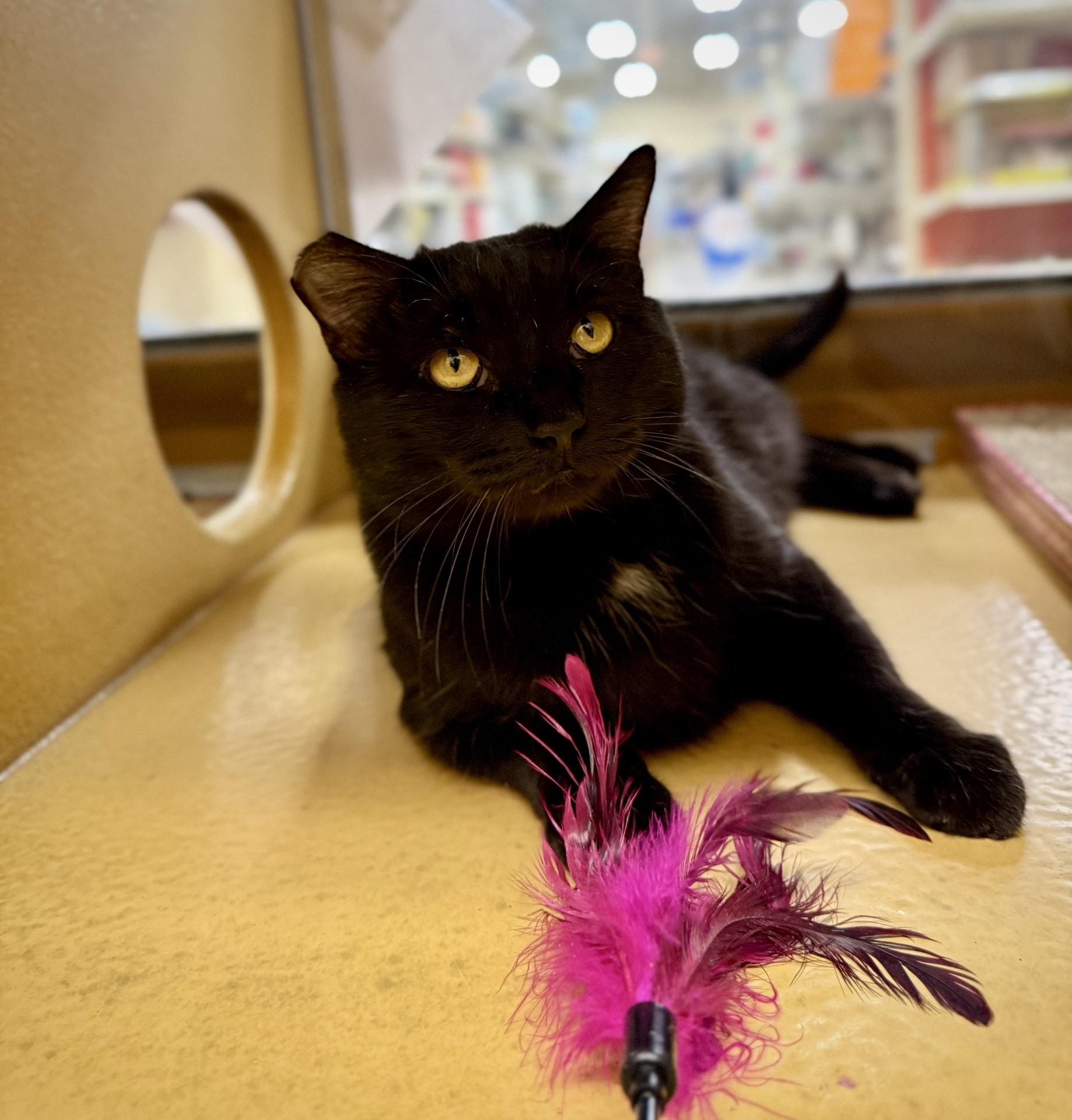 Nolan (Bonded to Cottontail), ADOPTABLE, Adult Male American Shorthair & Bombay.