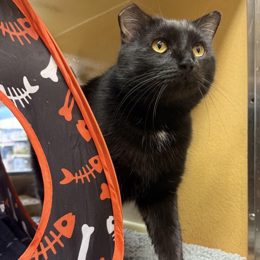 Enlarge Nolan (Bonded to Cottontail), a ADOPTABLE mixed breed in Sunset Valley, TX image 4/6