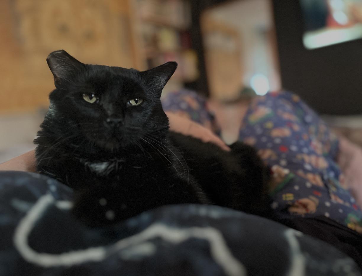 Enlarge Nolan (Bonded to Cottontail), a ADOPTABLE mixed breed in Sunset Valley, TX image 5/6