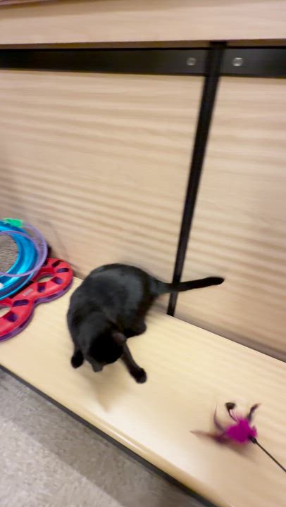 Enlarge Nolan (Bonded to Cottontail), a ADOPTABLE mixed breed in Sunset Valley, TX video 3/6