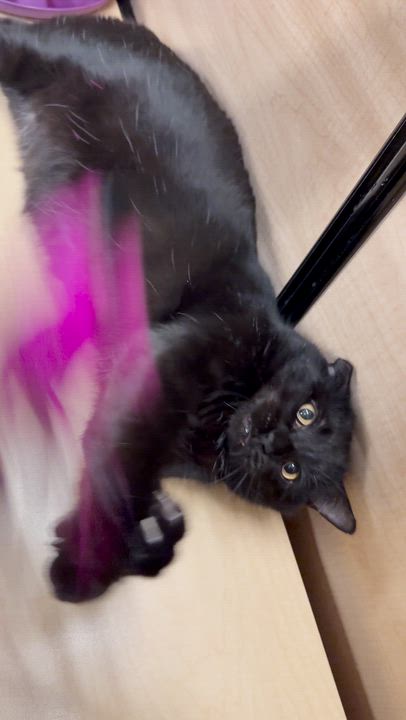 Enlarge Nolan (Bonded to Cottontail), a ADOPTABLE mixed breed in Sunset Valley, TX video 2/6