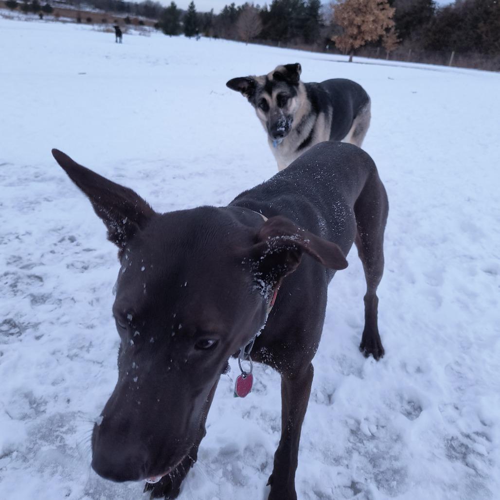 Stormy, Adoptable, Adult Female German Shepherd Dog.