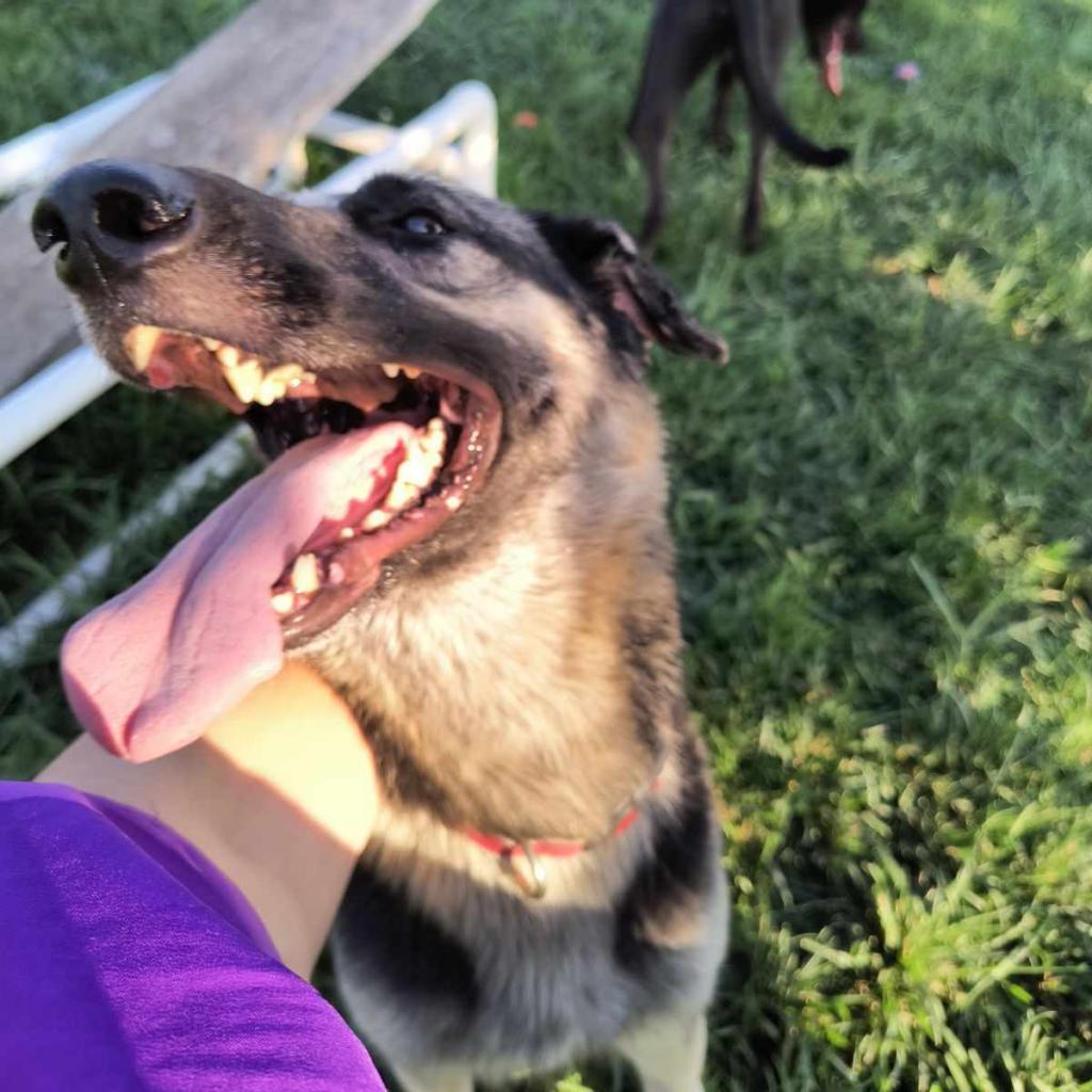 Enlarge Stormy, a Adoptable German Shepherd Dog in Van Horne, IA image 3/5