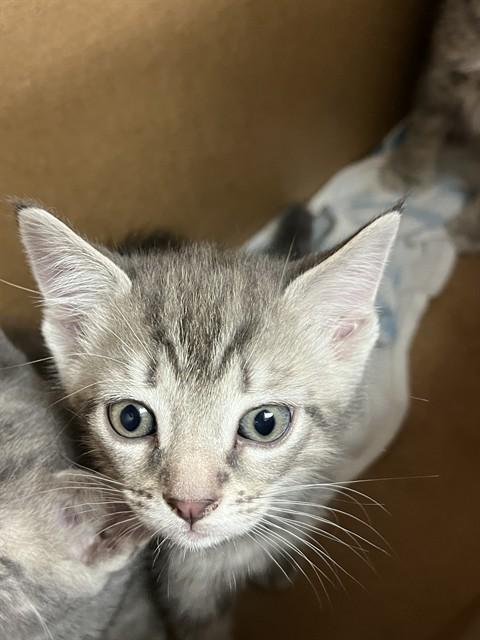 A2476314, Adoptable, Kitten Female Domestic Short Hair.