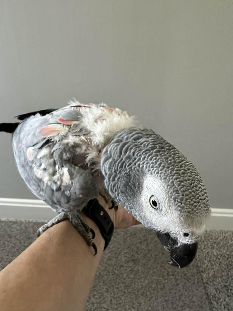 Grady, a Adoptable African Grey in Pittsburgh, PA image 1/6