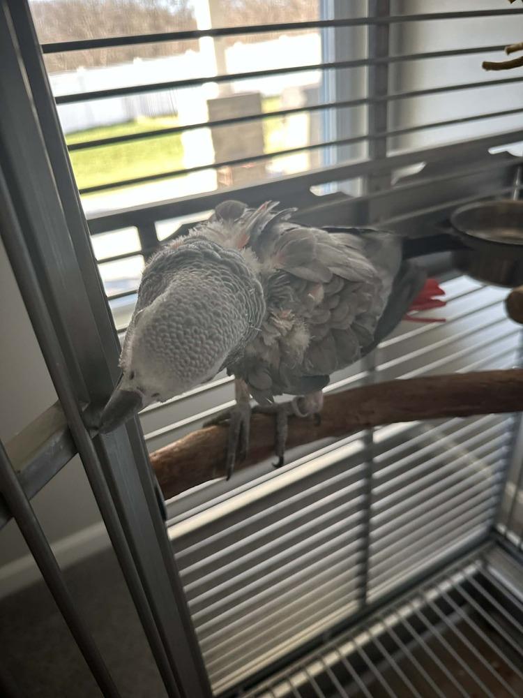 Grady, a Adoptable African Grey in Pittsburgh, PA image 2/6