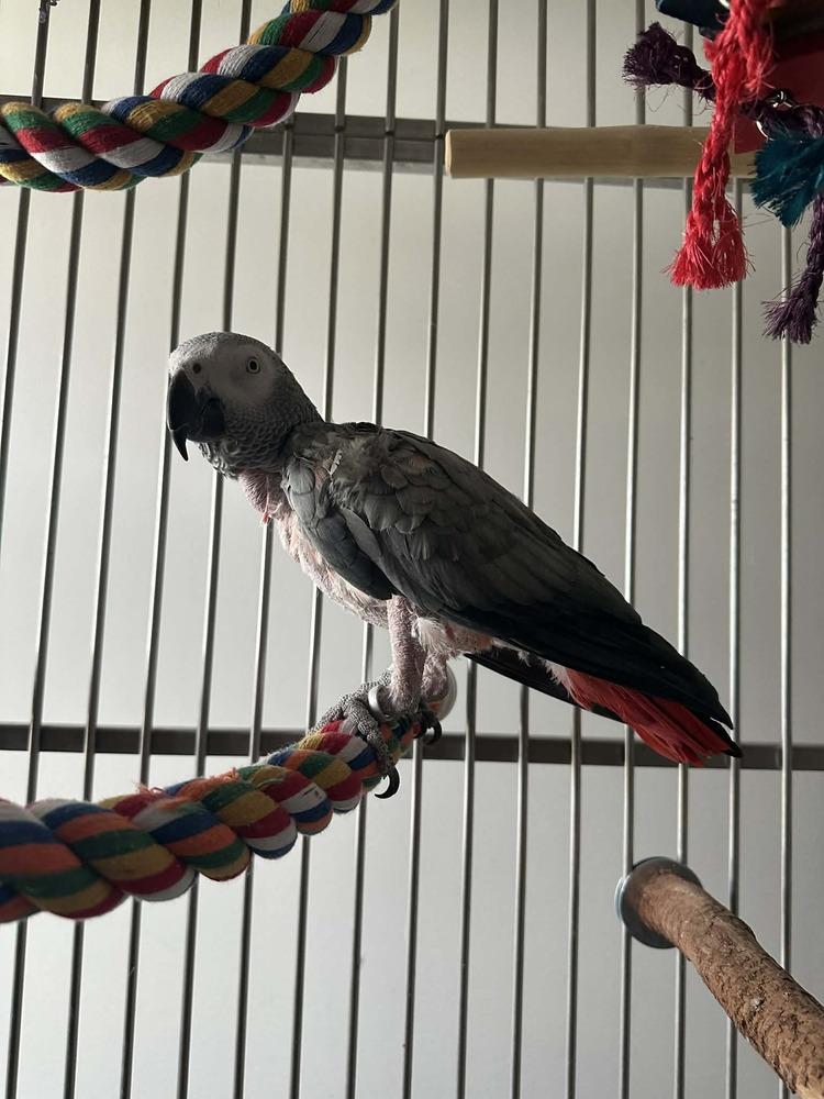 Grady, a Adoptable African Grey in Pittsburgh, PA image 3/6