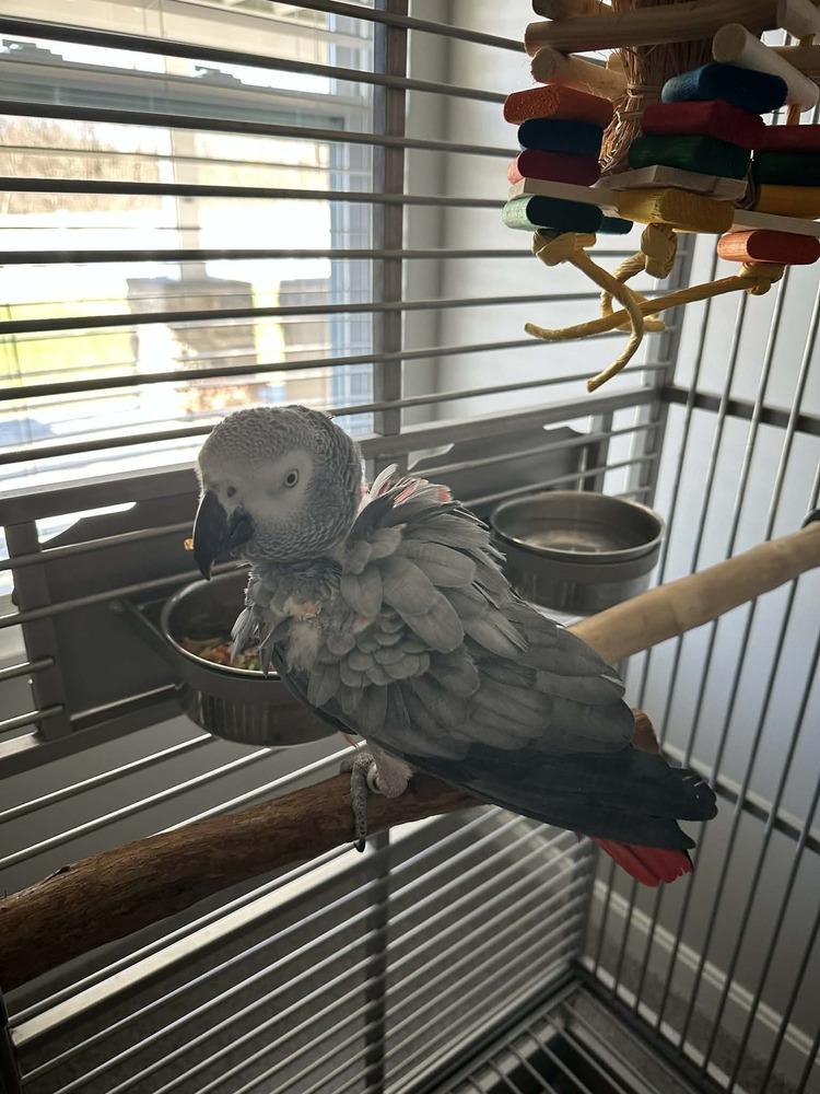 Grady, a Adoptable African Grey in Pittsburgh, PA image 4/6