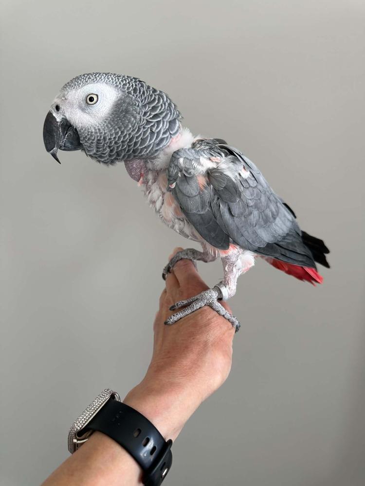 Grady, a Adoptable African Grey in Pittsburgh, PA image 5/6