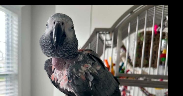 Grady, a Adoptable African Grey in Pittsburgh, PA image 6/6