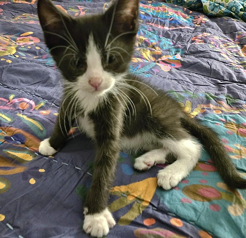 Zip A Dee Doo Dah, Adoptable, Kitten Male Domestic Short Hair.