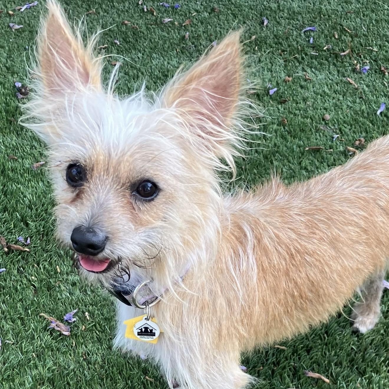 Sammy, a ADOPTABLE mixed breed in Santa Monica, CA image 4/4