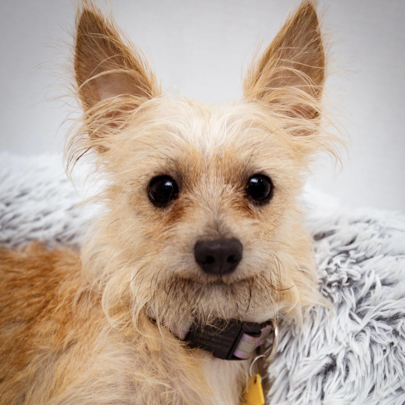 Sammy, ADOPTABLE, Young Male Yorkshire Terrier & Cairn Terrier.