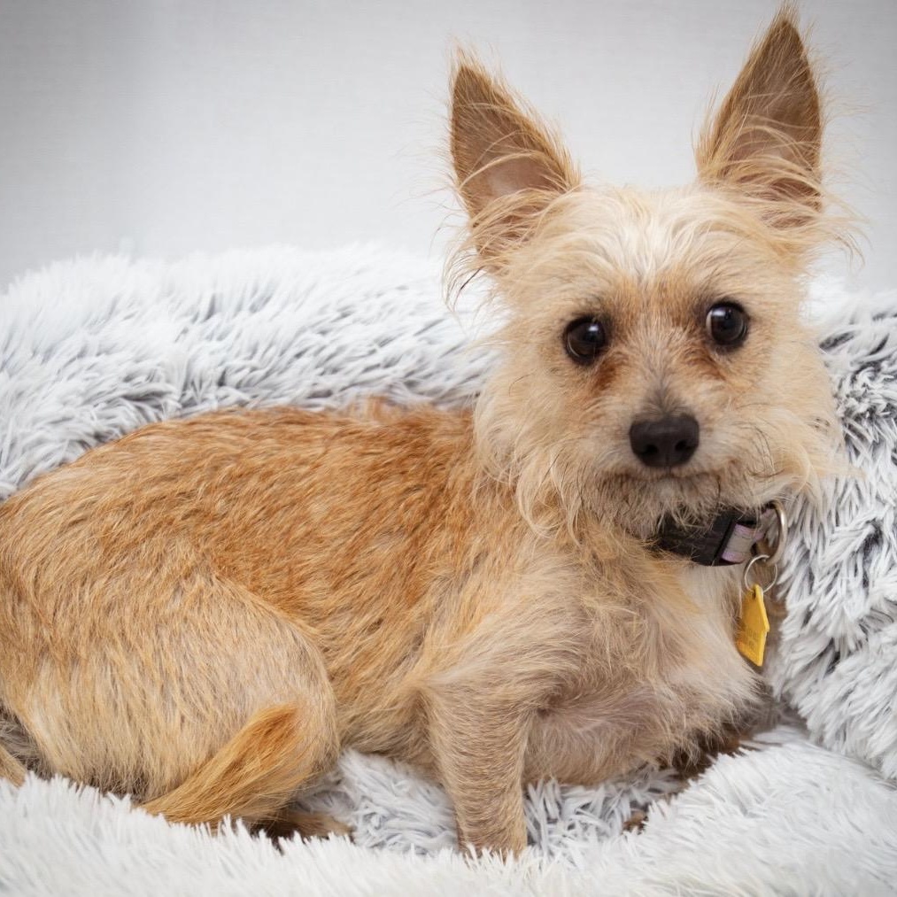 Sammy, a ADOPTABLE mixed breed in Santa Monica, CA image 3/4