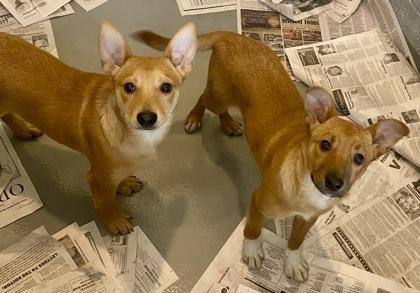 Enlarge Red, an adopted Shepherd in Glasgow, KY image 3/3