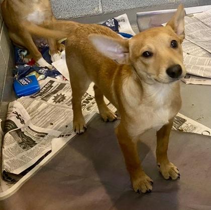 Enlarge Red, an adopted Shepherd in Glasgow, KY image 2/3