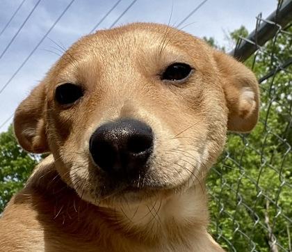 Red, adopted, Young Male Shepherd.