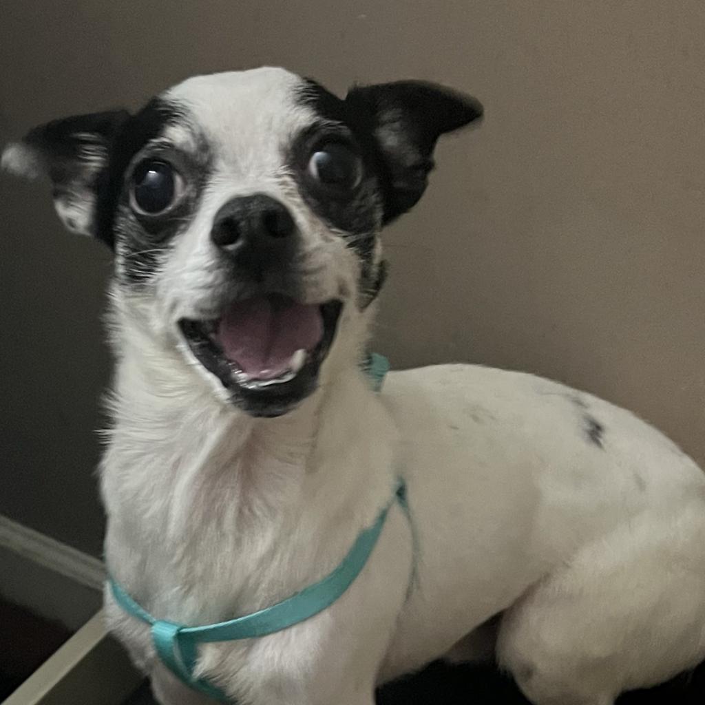 Bugsy Malone, a Adoptable mixed breed in Hudson, IL image 2/5